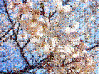 Cherry blossoms made with the photos collected from elementary school children