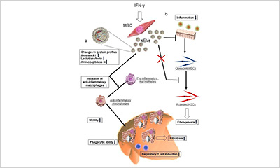 Autoimmune Liver Diseases: Perspectives from Japan [ハードカバー] Ohira， Hiromasa 535_2019_1645_Fig1_HTML.png