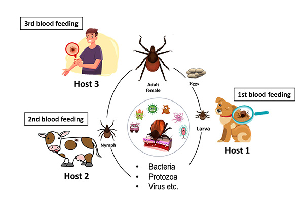(Figure 1) The Life Cycle of a Tick