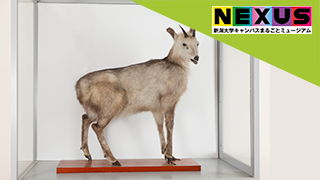 種子から天然スギ標本、そしてカモシカまで