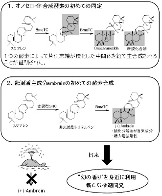 スクアレンの両末端環化:オノセロイド合成酵素の初めての同定および龍涎香主成分ambreinの酵素合成)