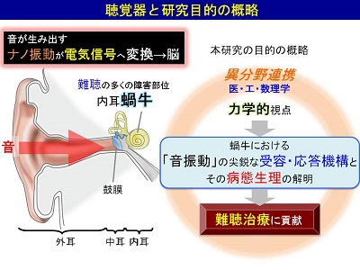 内耳による音のナノ振動の受容・応答機構の解明と難聴治療への展開説明図