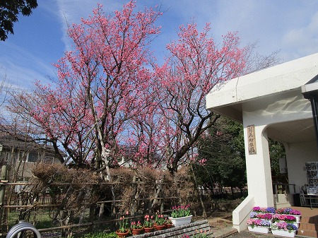 教育学部附属幼稚園の梅の木