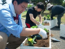 環境系サークル「ひまわり」の学生と職員による正門周辺プランターの花の植替えの様子