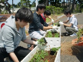 環境系サークル「ひまわり」の学生と職員による正門周辺プランターの花の植替えの様子
