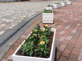 環境系サークル「ひまわり」の学生と職員による正門周辺プランターの花の植替えの様子