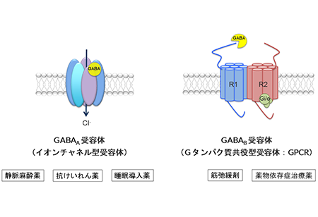 GABA受容体の種類と構造