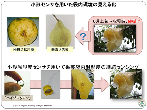 小形センサを用いたル レクチエの袋内環境の「見える化」