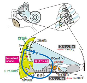 内耳蝸牛の断面図