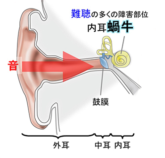 内耳における音伝達の仕組み