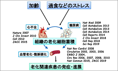 大学院医歯学総合研究科の南野徹教授が令和元年度革新的先端研究開発支援事業 Amed Crest に採択されました 研究成果 ニュース 新潟大学