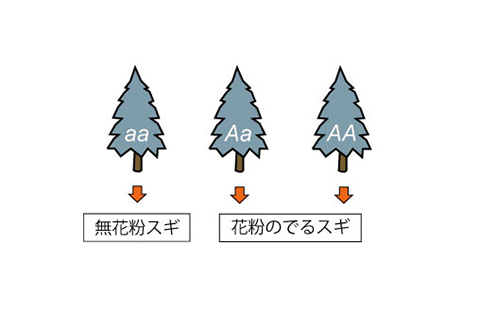 無花粉スギは単一の劣性遺伝子によって生じる