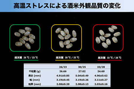 酒米の研究