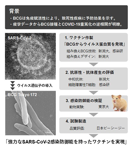 「rBCG-SARS-CoV-2ワクチン」の作成