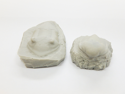 三葉虫イソテルス（左）と三葉虫ハイポディクラノタス（右）