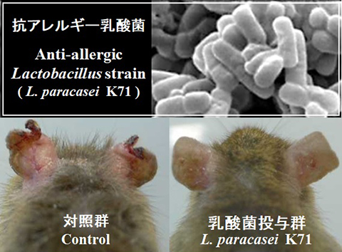 乳酸菌摂取によるアトピー様皮膚炎症状の緩和