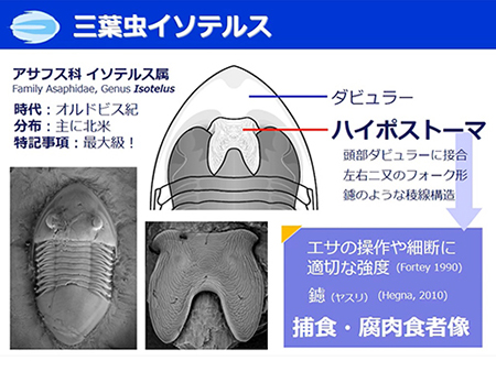 ４．親子で体験　三葉虫まるごと体験講座（オンライン講座）