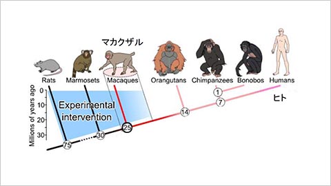 霊長類の進化系統樹。マカクザルはヒトに最も近縁な実験科学のモデル動物