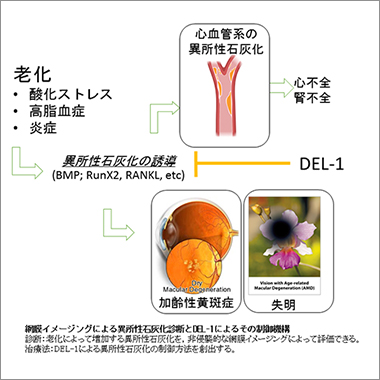 研究概要イメージ