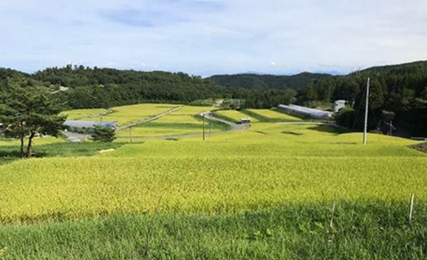 実証を行う圃場の風景