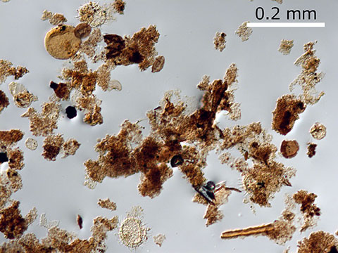 泥岩から抽出した海生藻類由来の有機物の顕微鏡写真