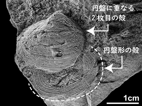 種の基準となる模式標本(学名:Orbiculoidea verum Masunaga & Shiino 2021)