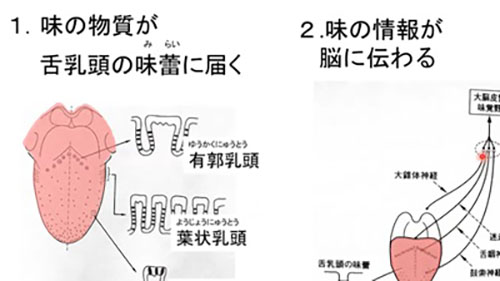 令和4年度後期公開講座「人生100年時代の元気のもとは「健康でおいしく・楽しく食べる」」