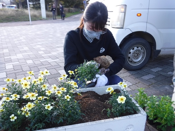 植え替えの様子