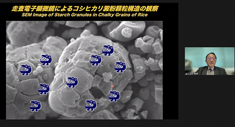 暑さに負けないコシヒカリ新潟大学NU1号の開発と実証実験の結果の解説をする三ツ井敏明農学部教授