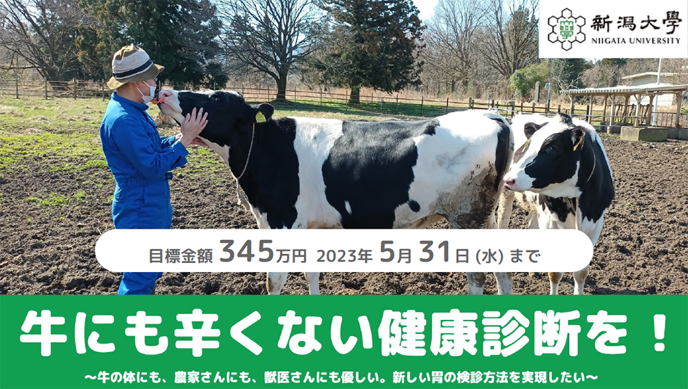 胃の検診による牛の負担を減らしたい!新ルーメン検診法実現へ!!