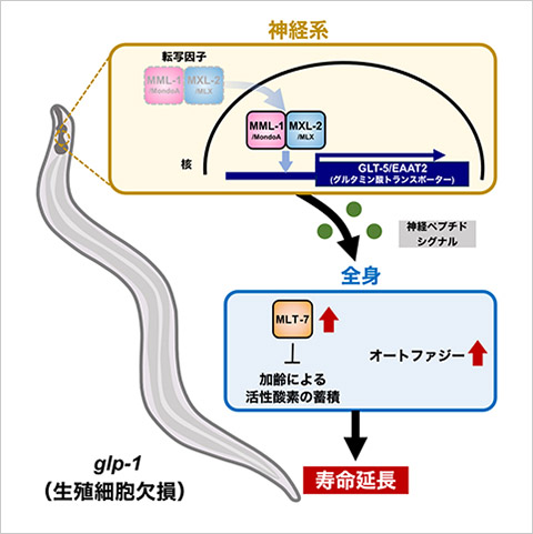 神経系を起点とするオートファジー・寿命制御ネットワークを解明－神経