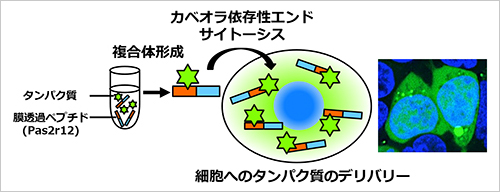 膜透過ペプチド（Pas2r12）によるタンパク質デリバリー説明図