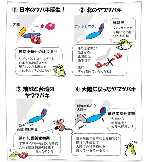 地史とツバキの分布変遷との関係