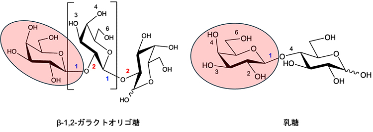 β-1,2-ガラクトオリゴ糖と乳糖の模式図