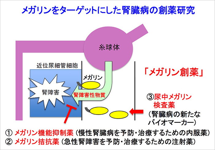 「メガリンをターゲットにした腎臓病の創薬研究」説明図