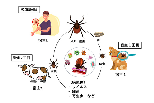 マダニの生涯を表す図